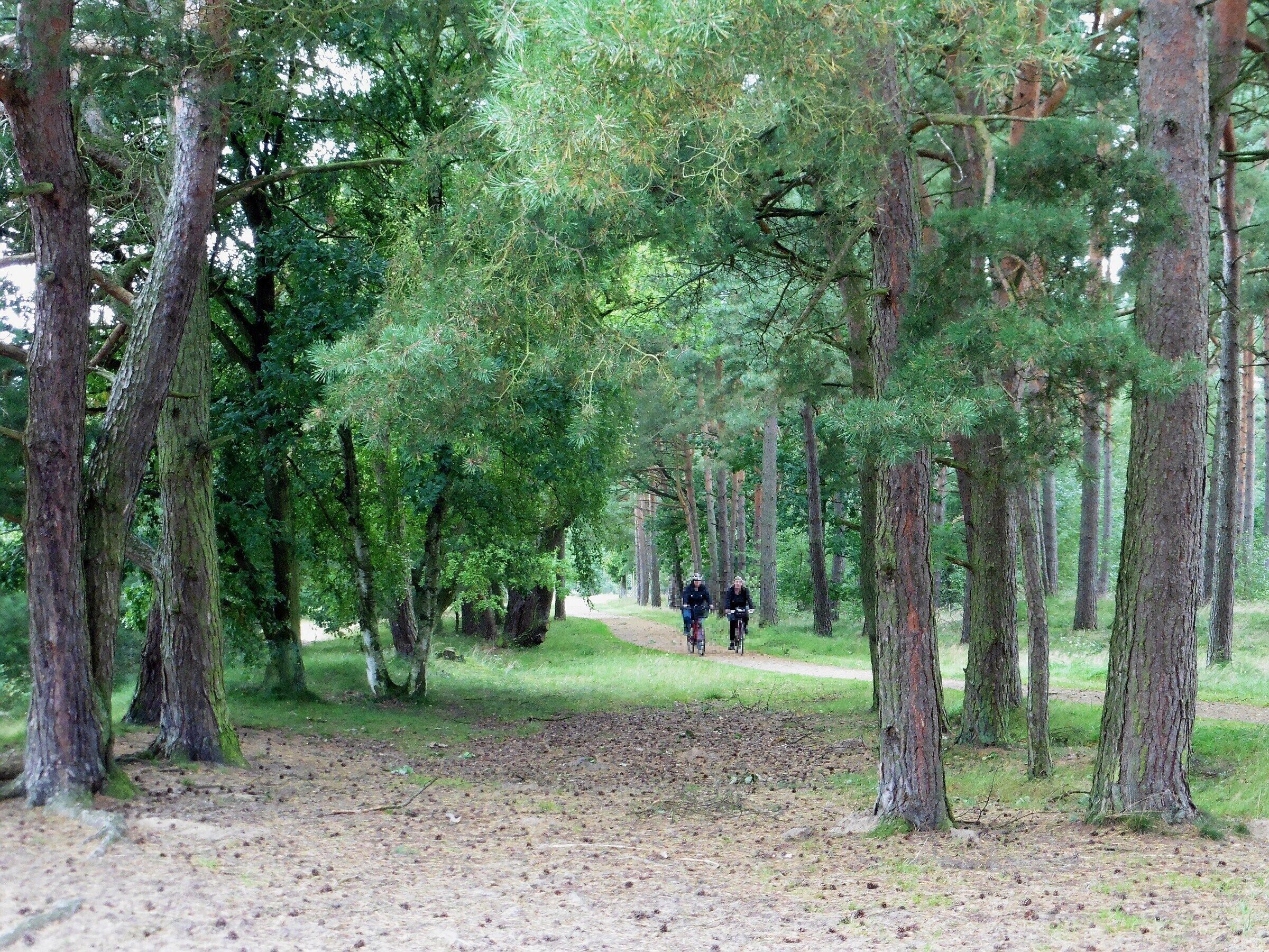 A forest path with tall trees and a dirt trail.