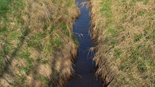 Der Pöschendorfer Graben ist ein Wiesenbach im Kreis Steinburg, Schleswig-Holstein.