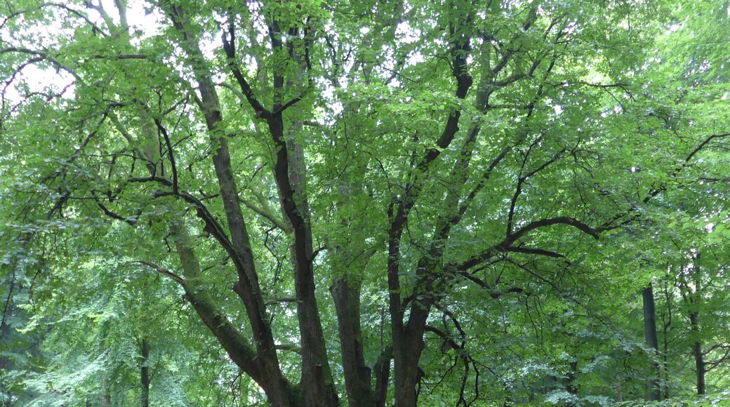 Naturdenkmal 5-Fingerlinde bei Odderrade im Riesewohld