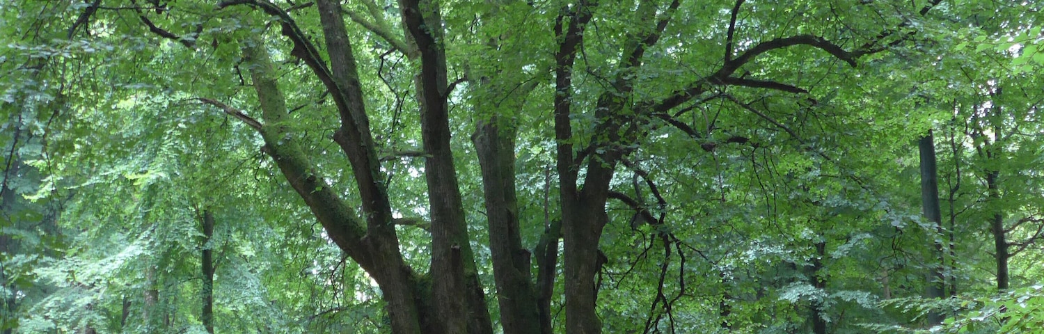 Naturdenkmal 5-Fingerlinde bei Odderrade im Riesewohld