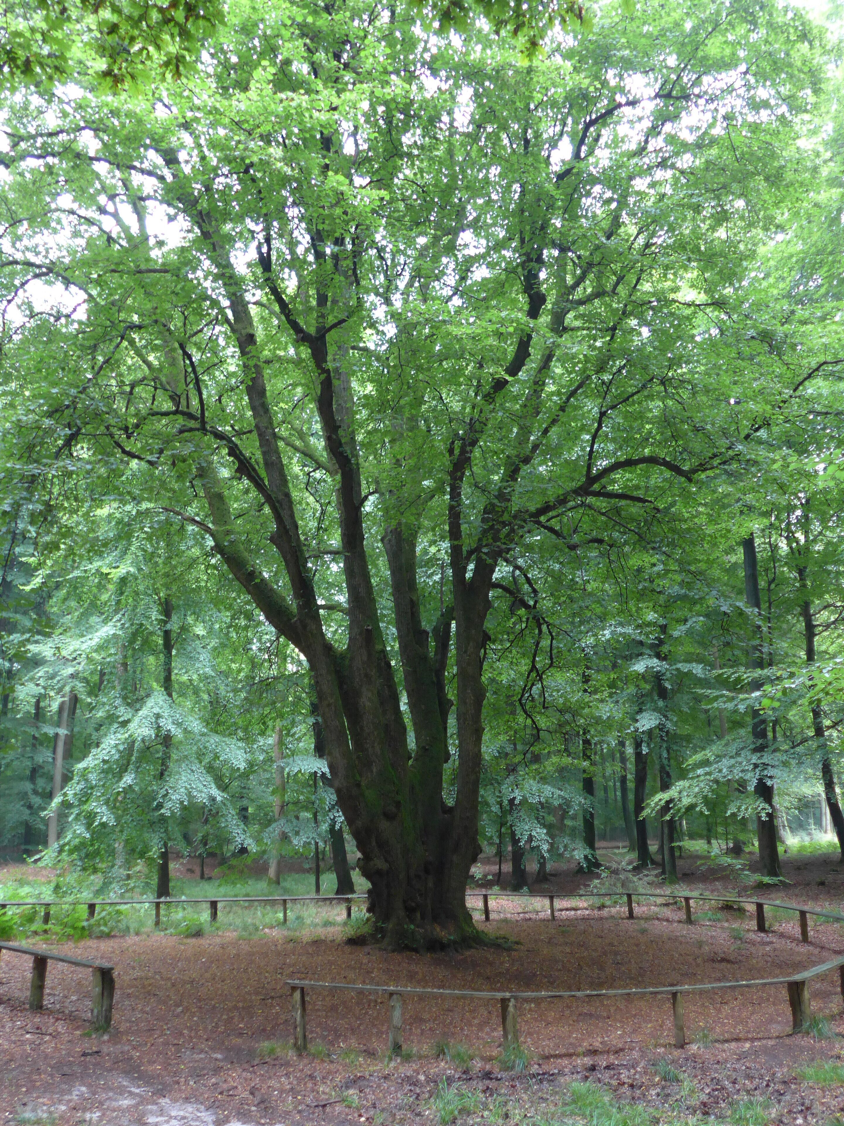 A large tree in a forested area with a wooden fence around it.