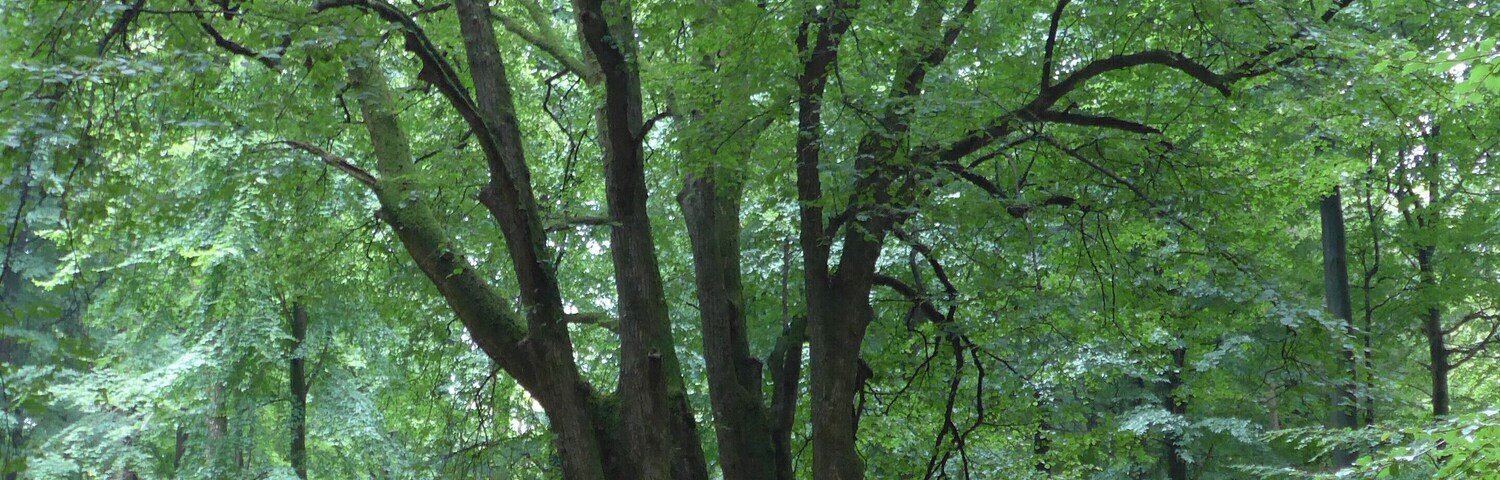 A large tree in a forested area with a wooden fence around it.
