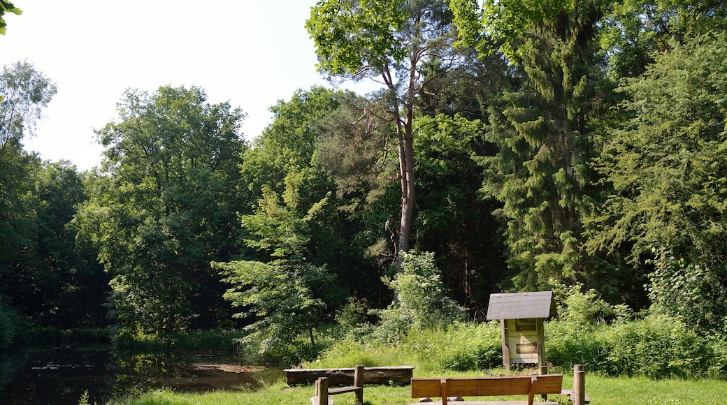 Impressionen von einem kleinen Grillplatz im Wald Hasselbusch bei Mönkloh.Zwischen zwei Teichen befindet sich ein gemauerter Grill, eine mit Steinen eingefasste offene Feuerstelle und mehrere Sitzmöglichkeiten. Allerdings keine Überdachung, bei Regen also... Auch befindet sich dort eine Quelle, die innerhalb des Waldes verrohrt ist und durch einen ausgehöhlten Baumstamm in die Teiche fliesst.