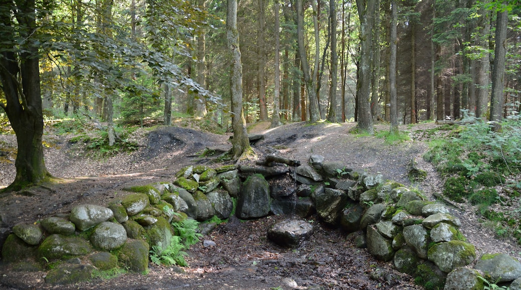 Impressionen von einem kleinen Grillplatz im Wald Hasselbusch bei Mönkloh.Zwischen zwei Teichen befindet sich ein gemauerter Grill, eine mit Steinen eingefasste offene Feuerstelle und mehrere Sitzmöglichkeiten. Allerdings keine Überdachung, bei Regen also... Auch befindet sich dort eine Quelle, die innerhalb des Waldes verrohrt ist und durch einen ausgehöhlten Baumstamm in die Teiche fliesst.