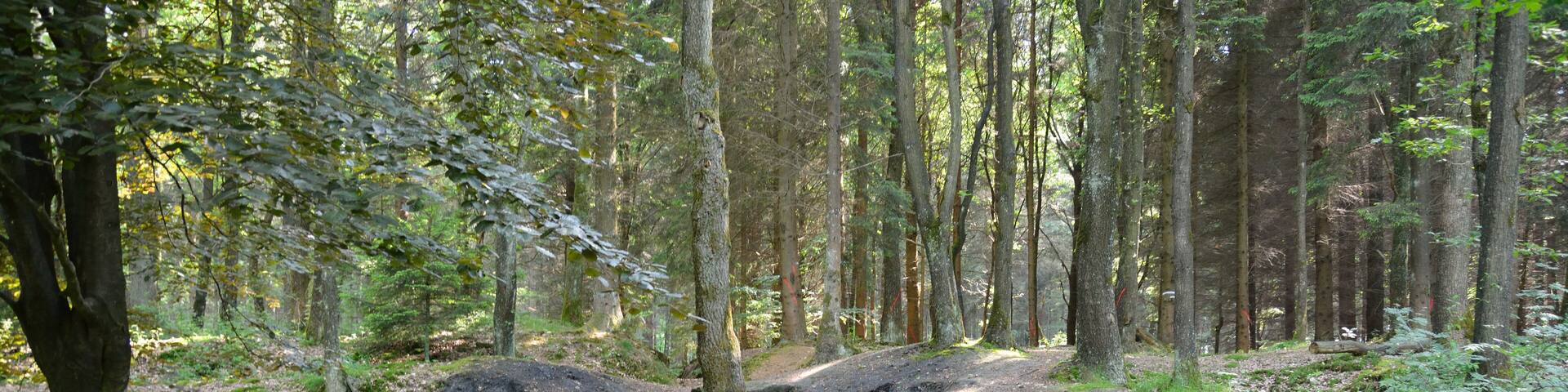 Impressionen von einem kleinen Grillplatz im Wald Hasselbusch bei Mönkloh.Zwischen zwei Teichen befindet sich ein gemauerter Grill, eine mit Steinen eingefasste offene Feuerstelle und mehrere Sitzmöglichkeiten. Allerdings keine Überdachung, bei Regen also... Auch befindet sich dort eine Quelle, die innerhalb des Waldes verrohrt ist und durch einen ausgehöhlten Baumstamm in die Teiche fliesst.