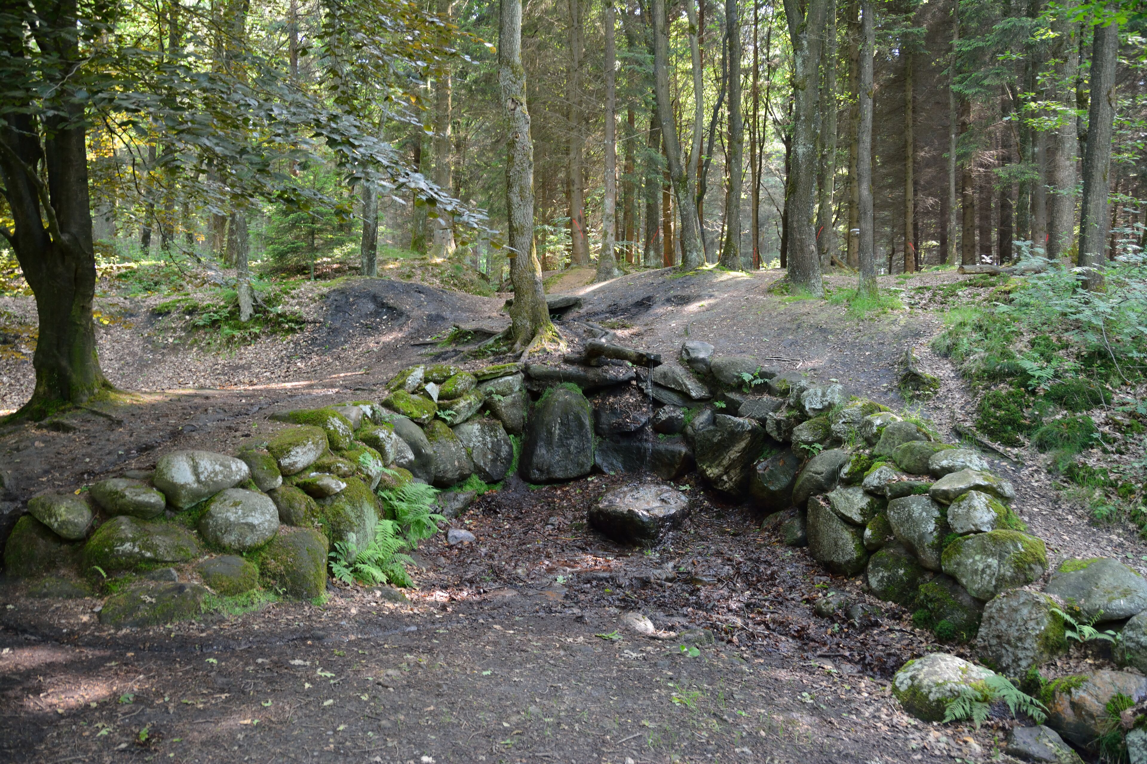 A forest trail with a stone wall and a fallen tree.