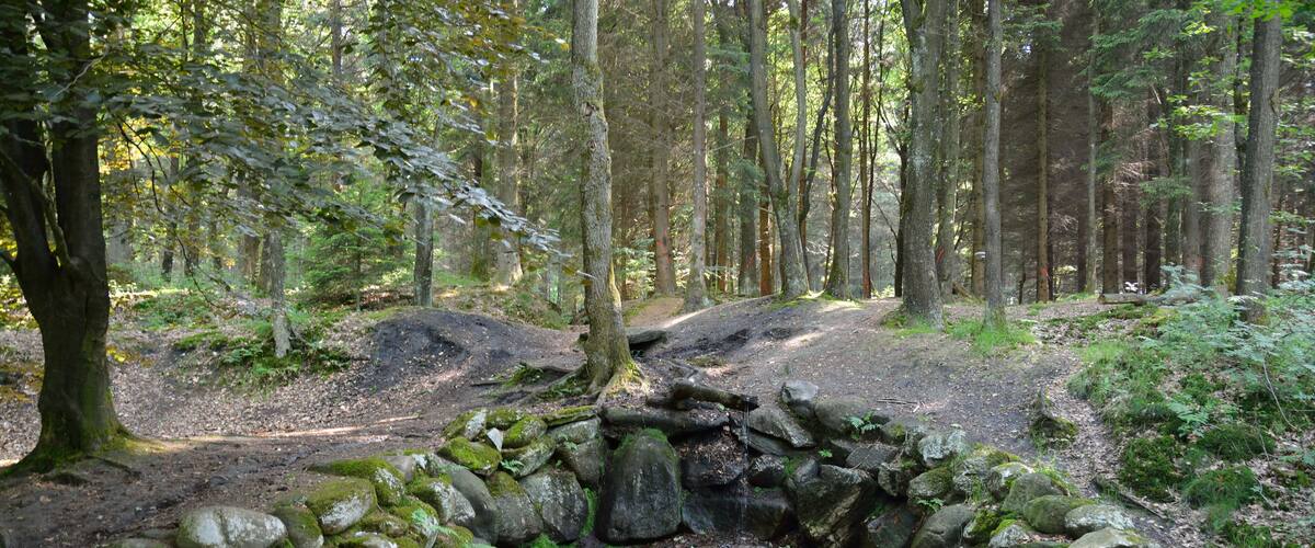 A forest trail with a stone wall and a fallen tree.