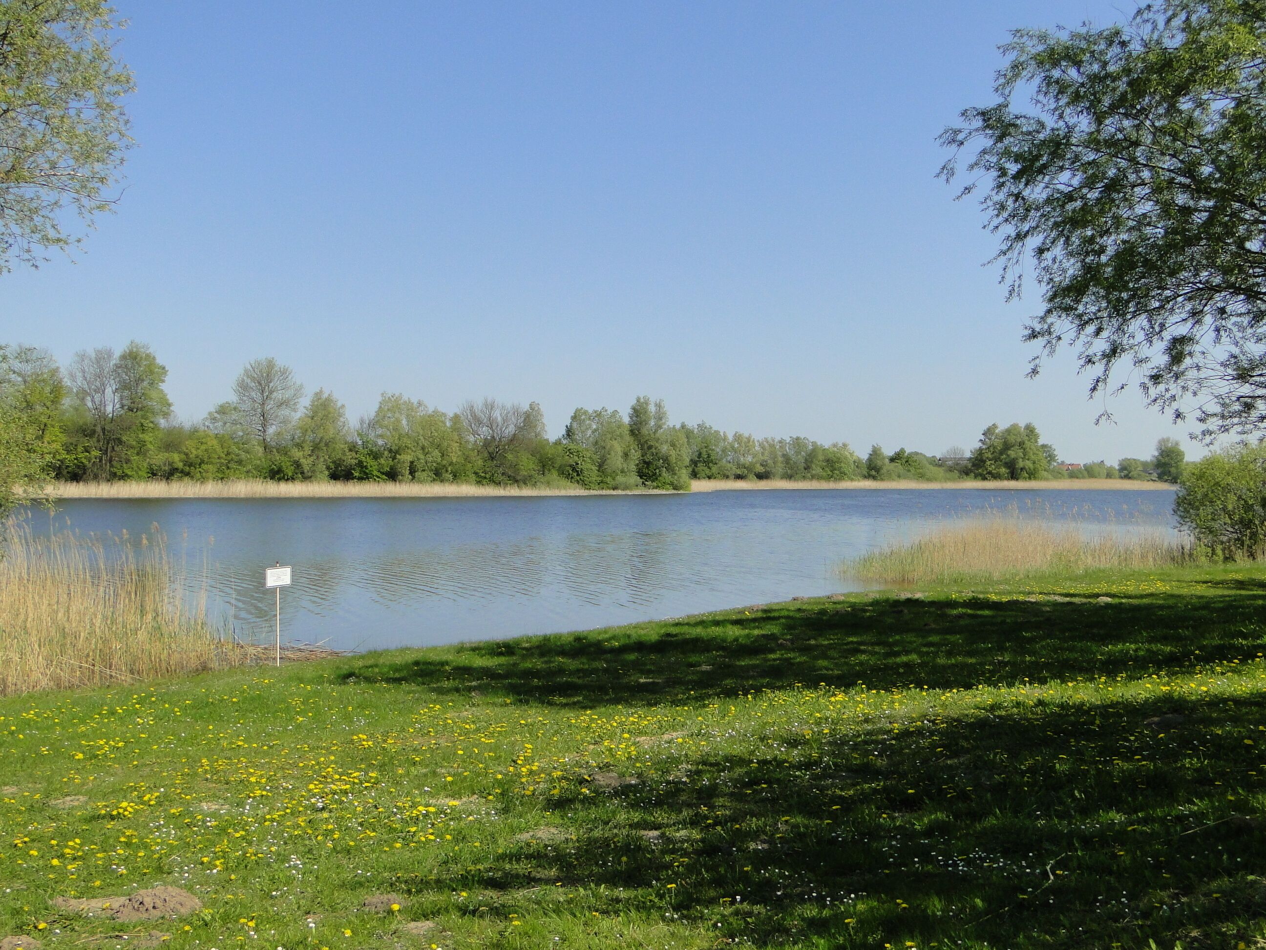 A calm lake surrounded by greenery and trees.