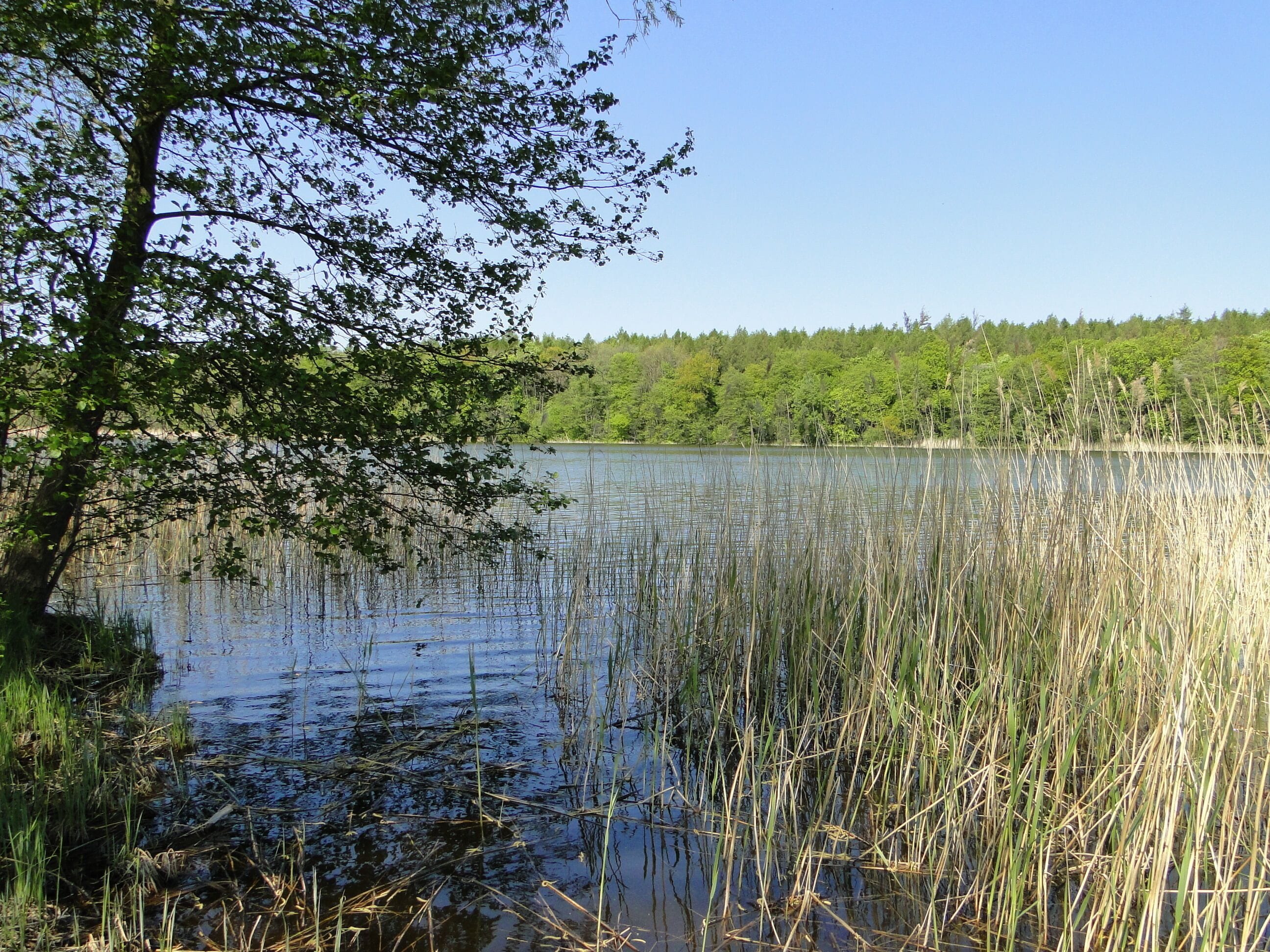 Lake Neetzkaer See in Neetzka, district Mecklenburg-Strelitz, Mecklenburg-Vorpommern, Germany