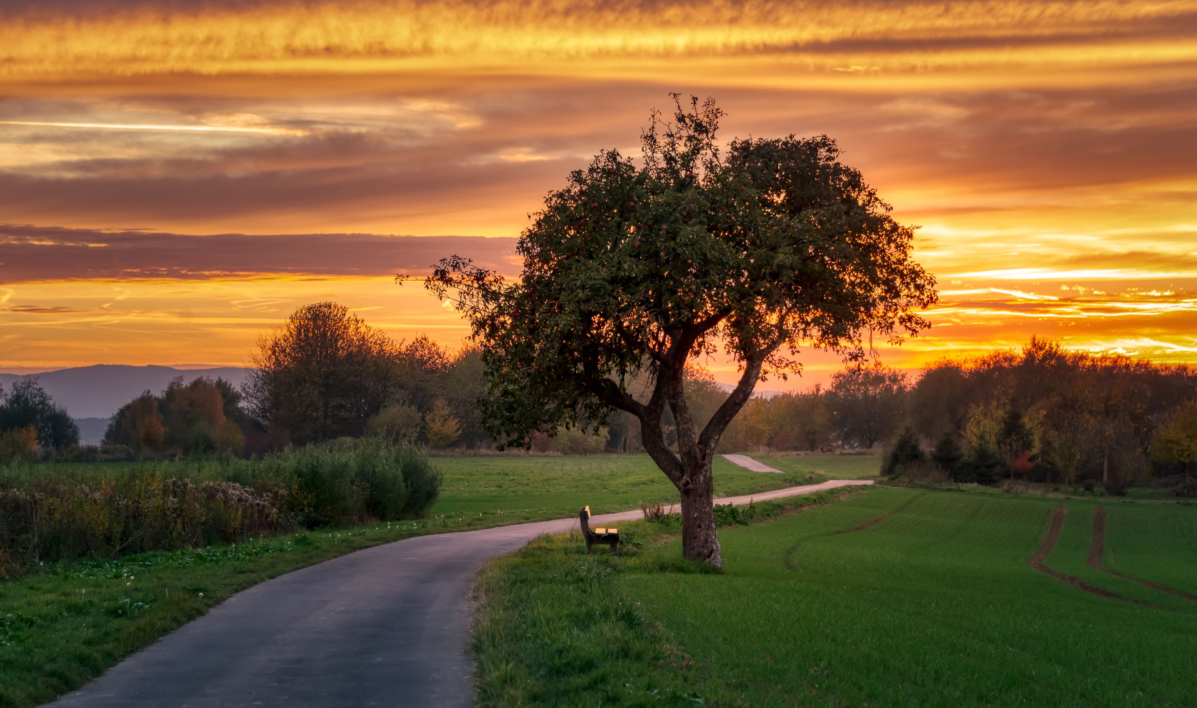 A tree-lined road during sunset with a bench and a path.