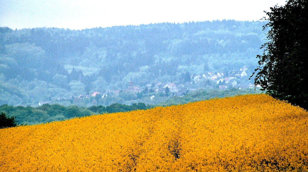 Dittweiler, view to the village