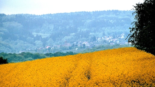 Dittweiler, view to the village