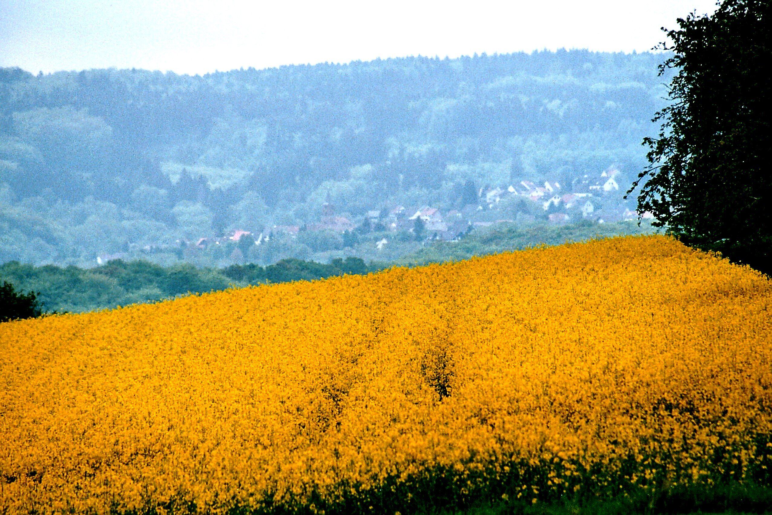 A field of yellow flowers with a town in the background.