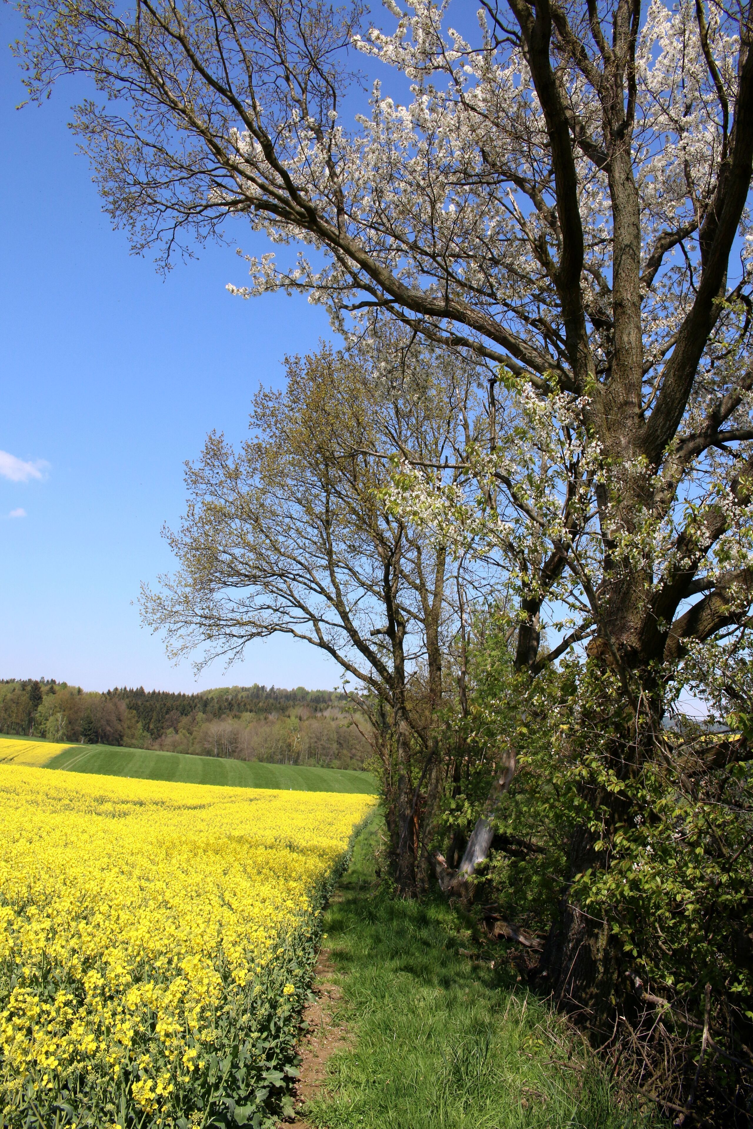 Das Gehölz östlich der Pfarrlinde ist ein Flächennaturdenkmal im Landkreis Bautzen. Es befindet sich auf Frankenthaler Flur im Landschaftsschutzgebiet Westlausitz. (Blick vom westlichen Rand nach Norden zum Pfarrbusch)