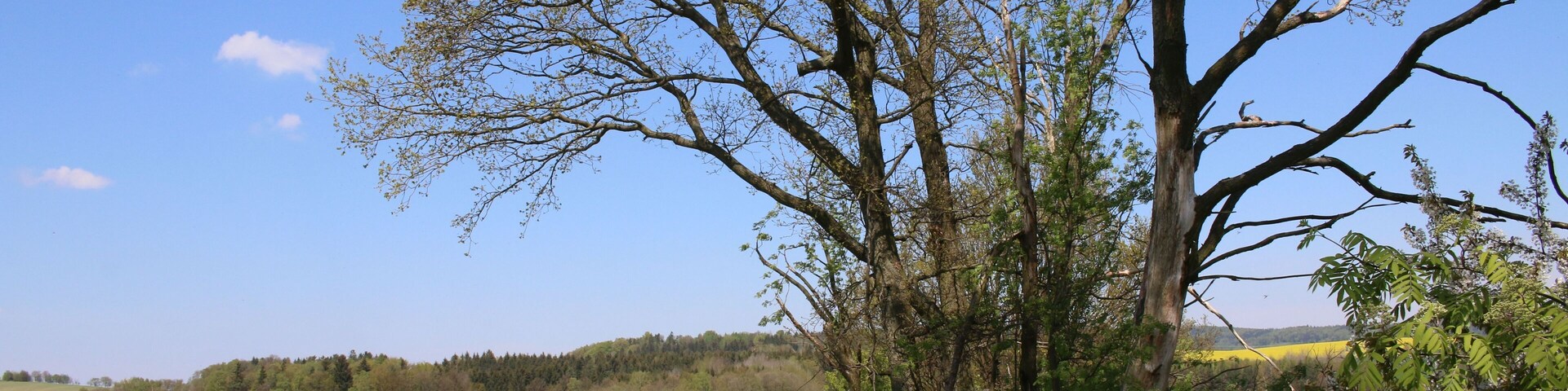 Das Gehölz östlich der Pfarrlinde ist ein Flächennaturdenkmal im Landkreis Bautzen. Es befindet sich auf Frankenthaler Flur im Landschaftsschutzgebiet Westlausitz. (Blick vom westlichen Rand nach Norden zum Pfarrbusch)