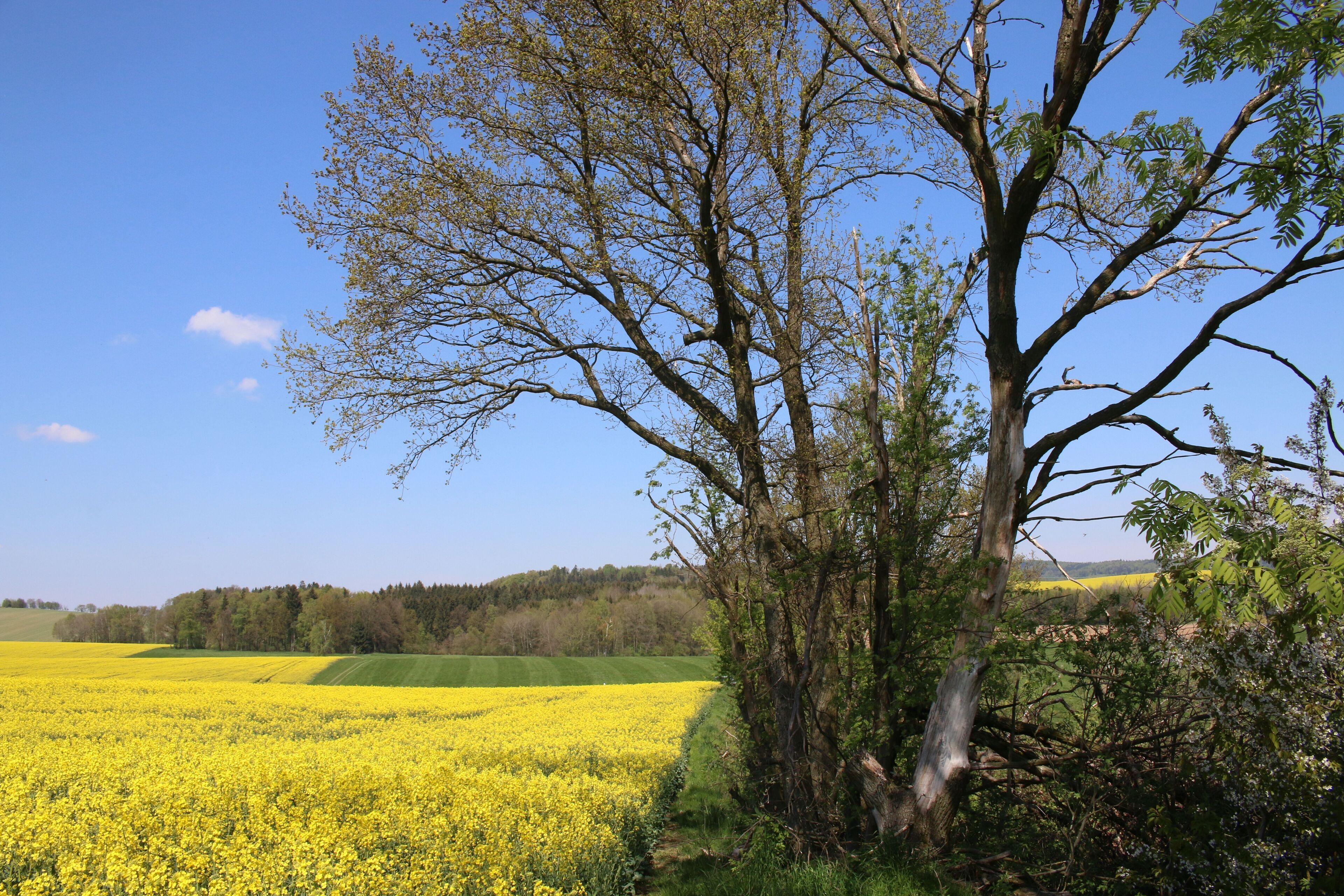 A tree in a field of yellow flowers with a clear blue sky.
