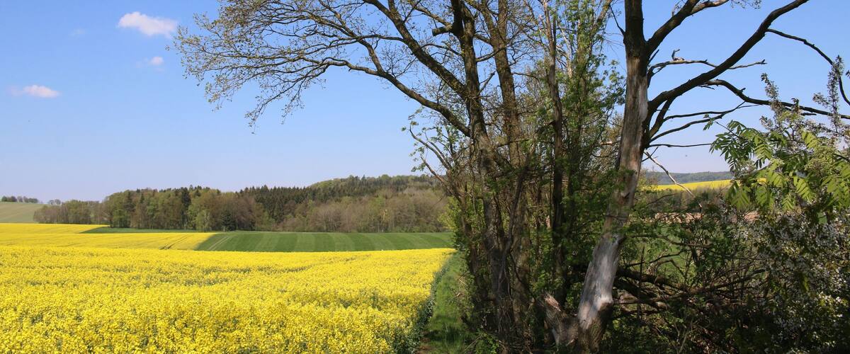 A tree in a field of yellow flowers with a clear blue sky.