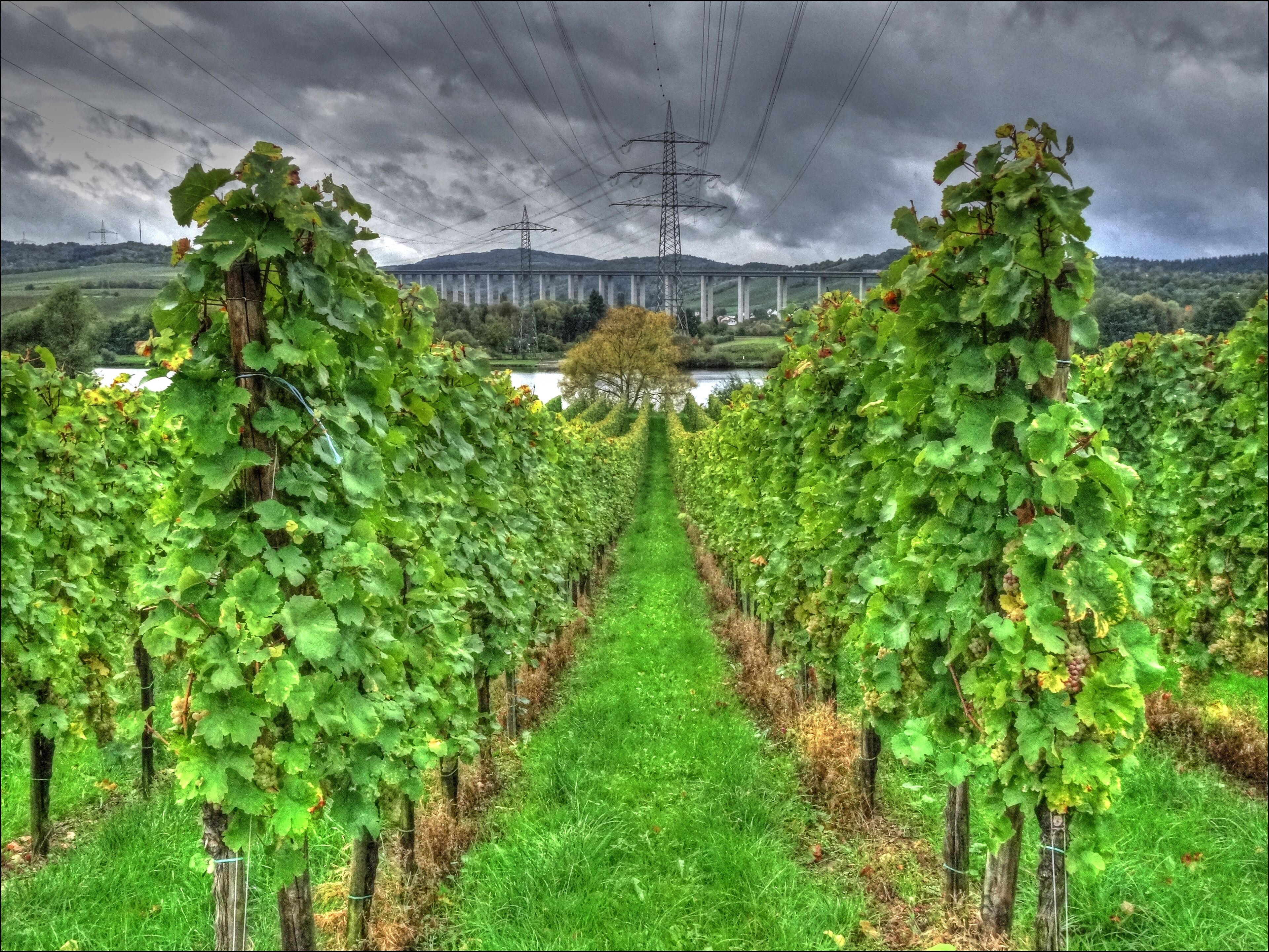 A vineyard with rows of grapevines under a cloudy sky.