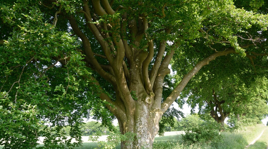 This image was uploaded as part of Wiki Loves Earth 2014.