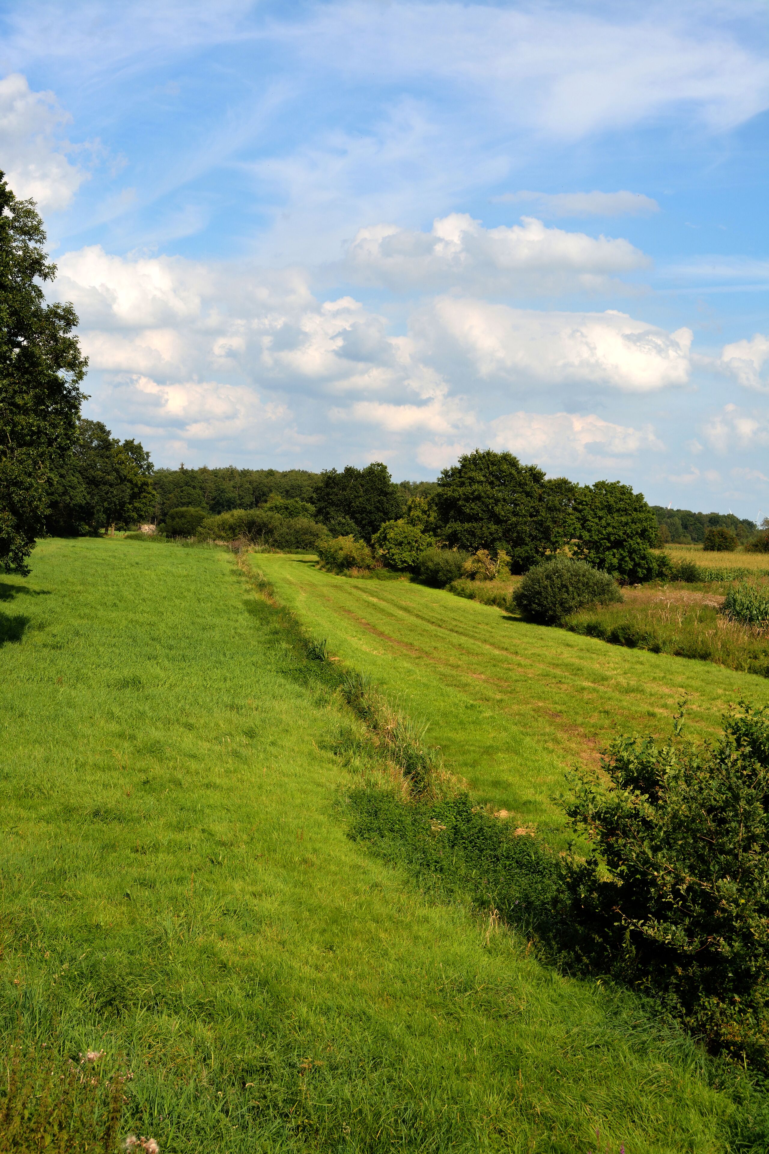 A grassy field with trees and bushes.