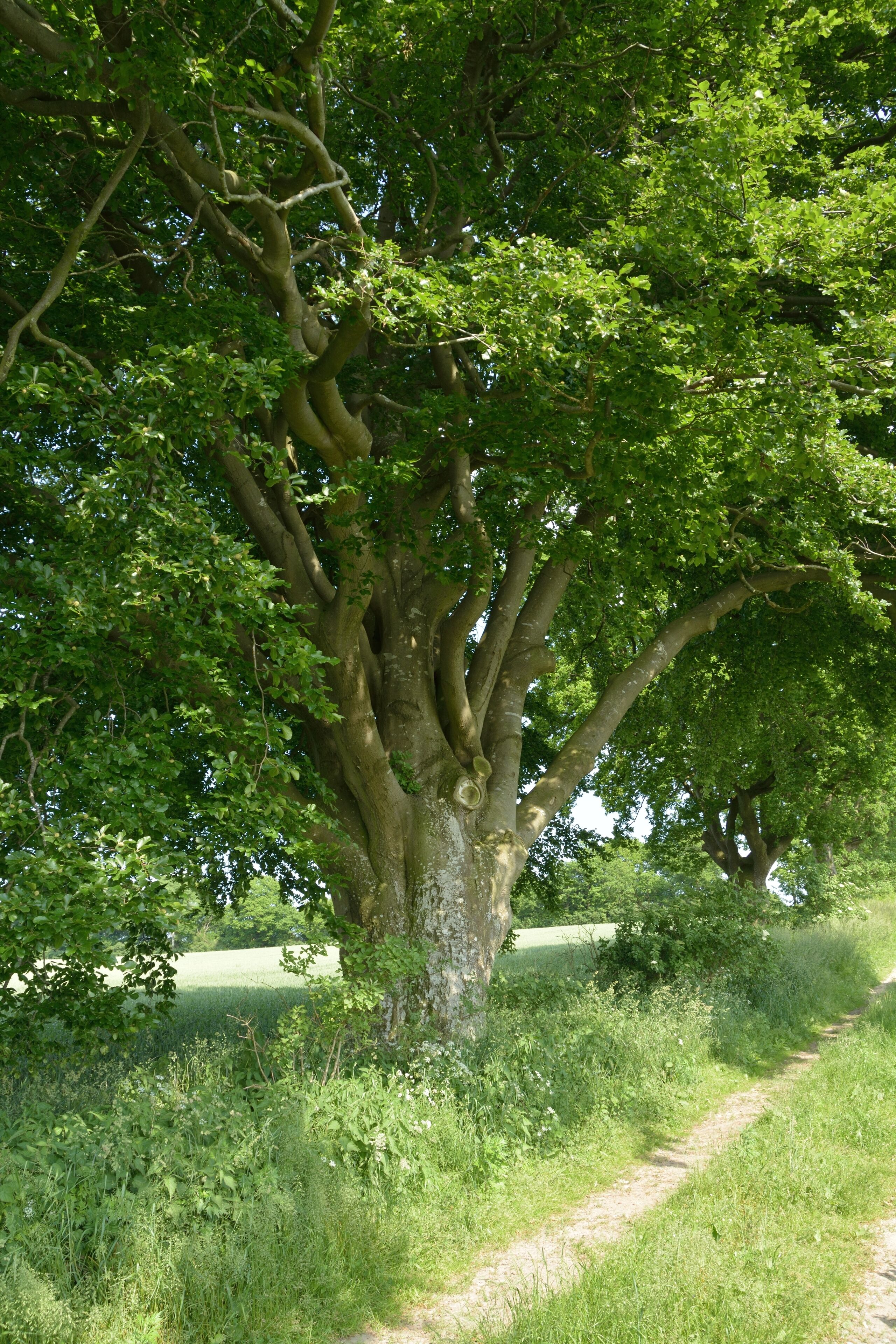 This image was uploaded as part of Wiki Loves Earth 2014.