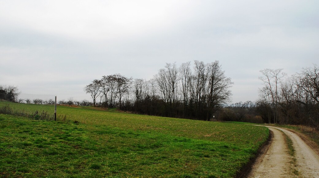 Selzstellung: Reste des Munitionsraums auf dem Rabenkopf mit Telegraphenbetriebsstelle - auch als Fort Rabenkopf oder Kaiserfort bezeichnet (Unterabschitt Ia, Befestigungsgruppe Rabenkopf). Errichtet 1910, um 1920 gesprengt. Die Anlage war nach Fort Muhl (bei Nieder-Olm) das zweitgrößte Werk der Selzstellung. Heute noch als Gehölzstruktur (hauptsächlich Robinien) am Rande intensiv landwirtschaftlich genutzter Flächen zwischen Nieder-Ingelheim und Wackernheim erkennbar. Ansicht von Südosten.
