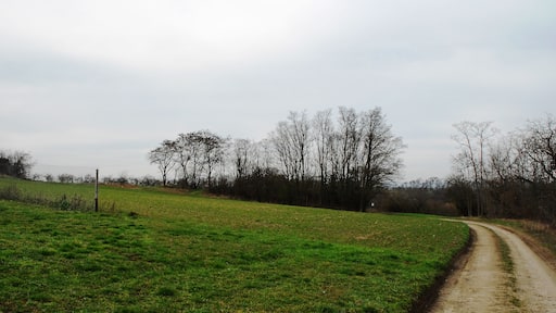 Selzstellung: Reste des Munitionsraums auf dem Rabenkopf mit Telegraphenbetriebsstelle - auch als Fort Rabenkopf oder Kaiserfort bezeichnet (Unterabschitt Ia, Befestigungsgruppe Rabenkopf). Errichtet 1910, um 1920 gesprengt. Die Anlage war nach Fort Muhl (bei Nieder-Olm) das zweitgrößte Werk der Selzstellung. Heute noch als Gehölzstruktur (hauptsächlich Robinien) am Rande intensiv landwirtschaftlich genutzter Flächen zwischen Nieder-Ingelheim und Wackernheim erkennbar. Ansicht von Südosten.