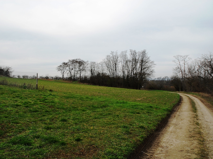 A rural landscape with a dirt road curving through a green field, surrounded by leafless trees and a fence.
