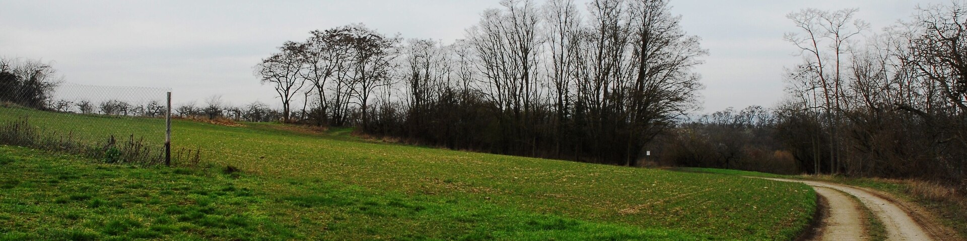 A rural landscape with a dirt road curving through a green field, surrounded by leafless trees and a fence.