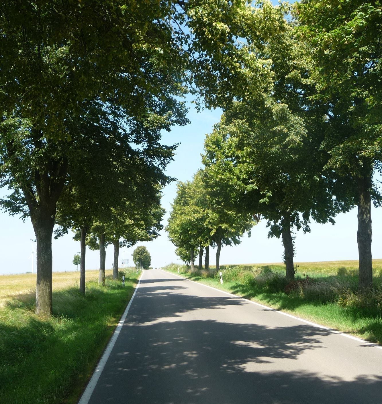 A tree-lined road with a clear sky.