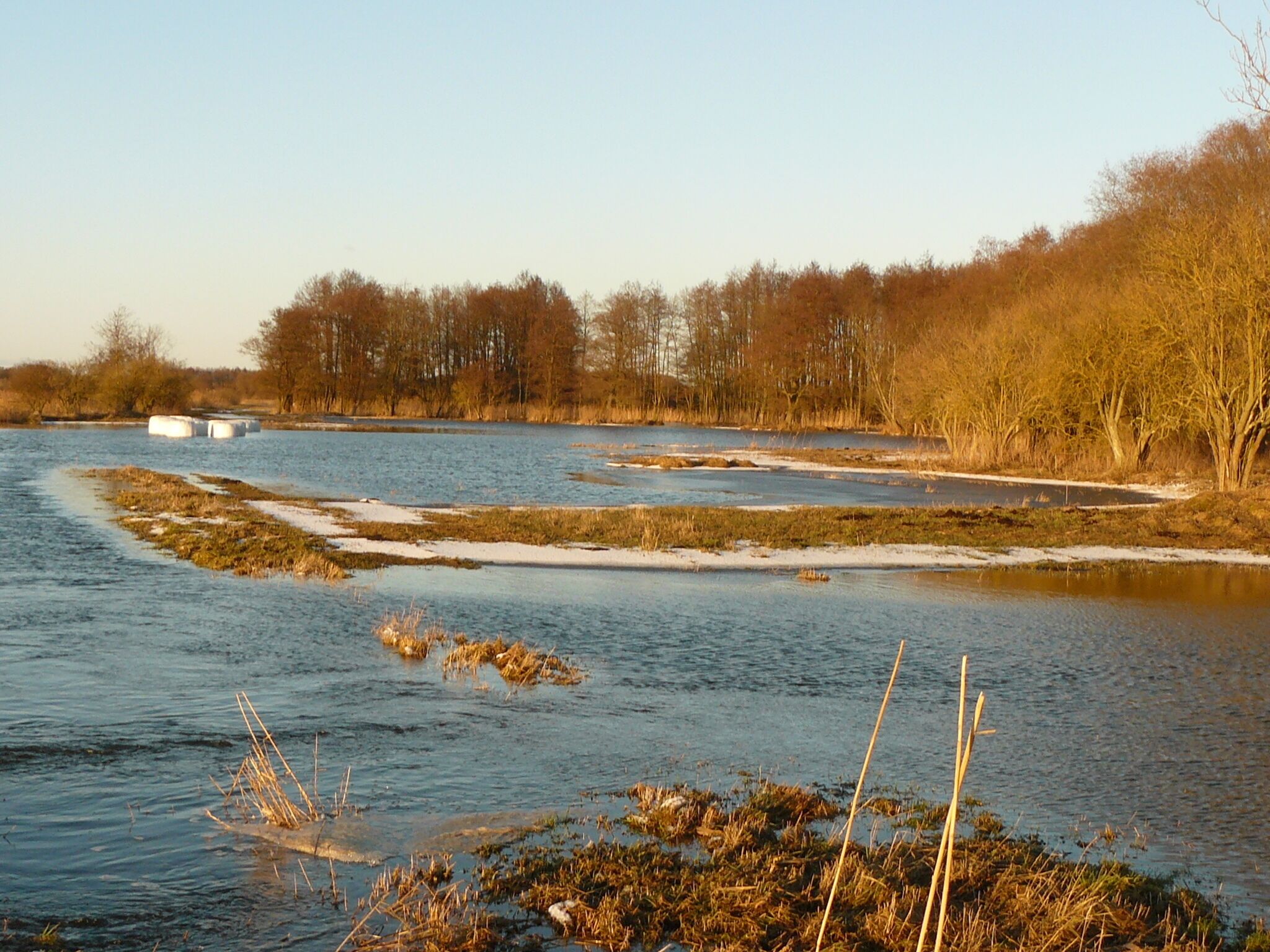 A river with patches of snow, surrounded by trees and reeds.
