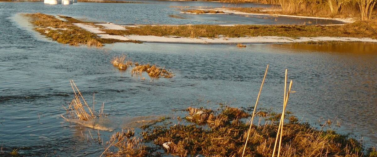A river with patches of snow, surrounded by trees and reeds.