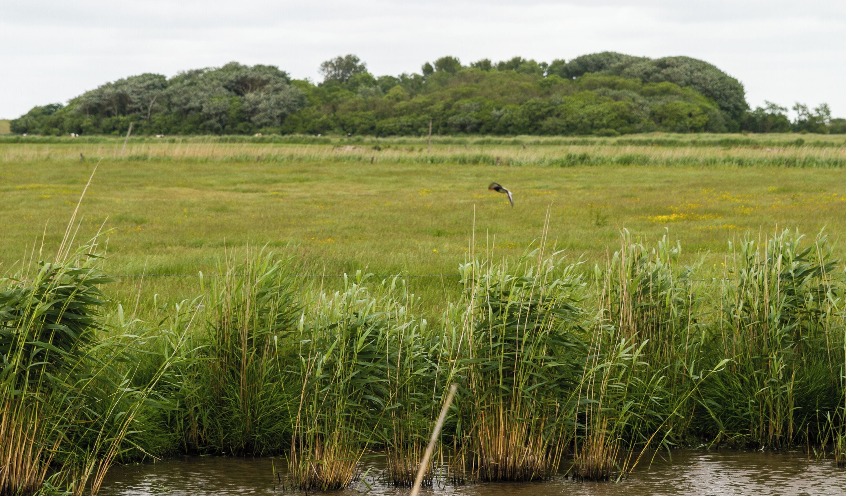 Designation: Old Oevenum's duck decoy 'Dünkirchen' Location: Westerfardingsweg Place: Municipality Oevenum, Collective municipality Föhr-Amrum, District Nordfriesland, Schleswig-Holstein, Federal Republic of Germany Description: Device to capture wild ducks Object identification: 9578