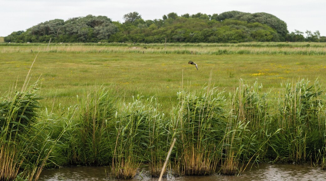 Designation: Old Oevenum's duck decoy 'DĂŒnkirchen' Location: Westerfardingsweg Place: Municipality Oevenum, Collective municipality Föhr-Amrum, District Nordfriesland, Schleswig-Holstein, Federal Republic of Germany Description: Device to capture wild ducks Object identification: 9578