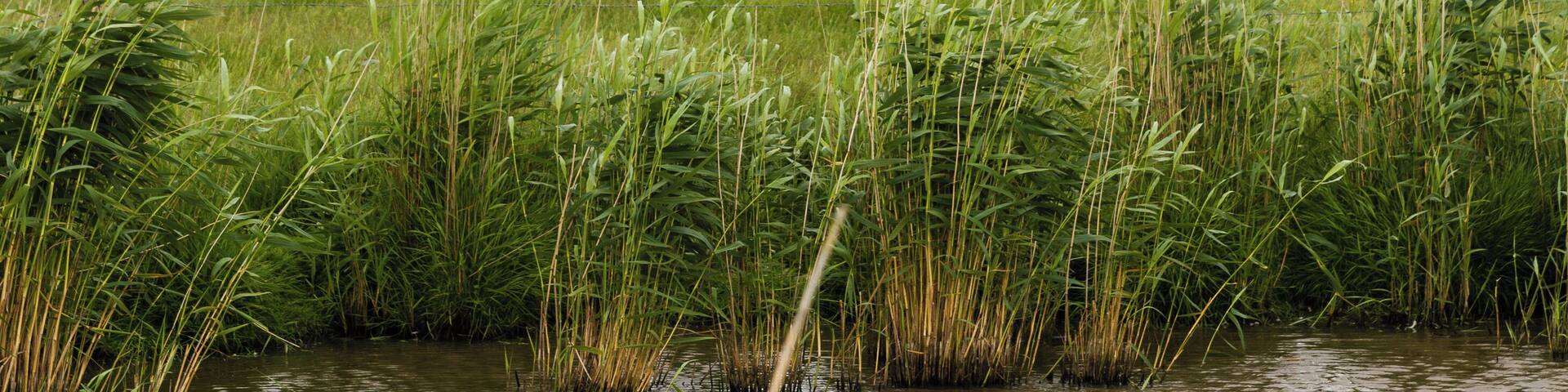 A river with tall grasses and a bird flying in the distance.