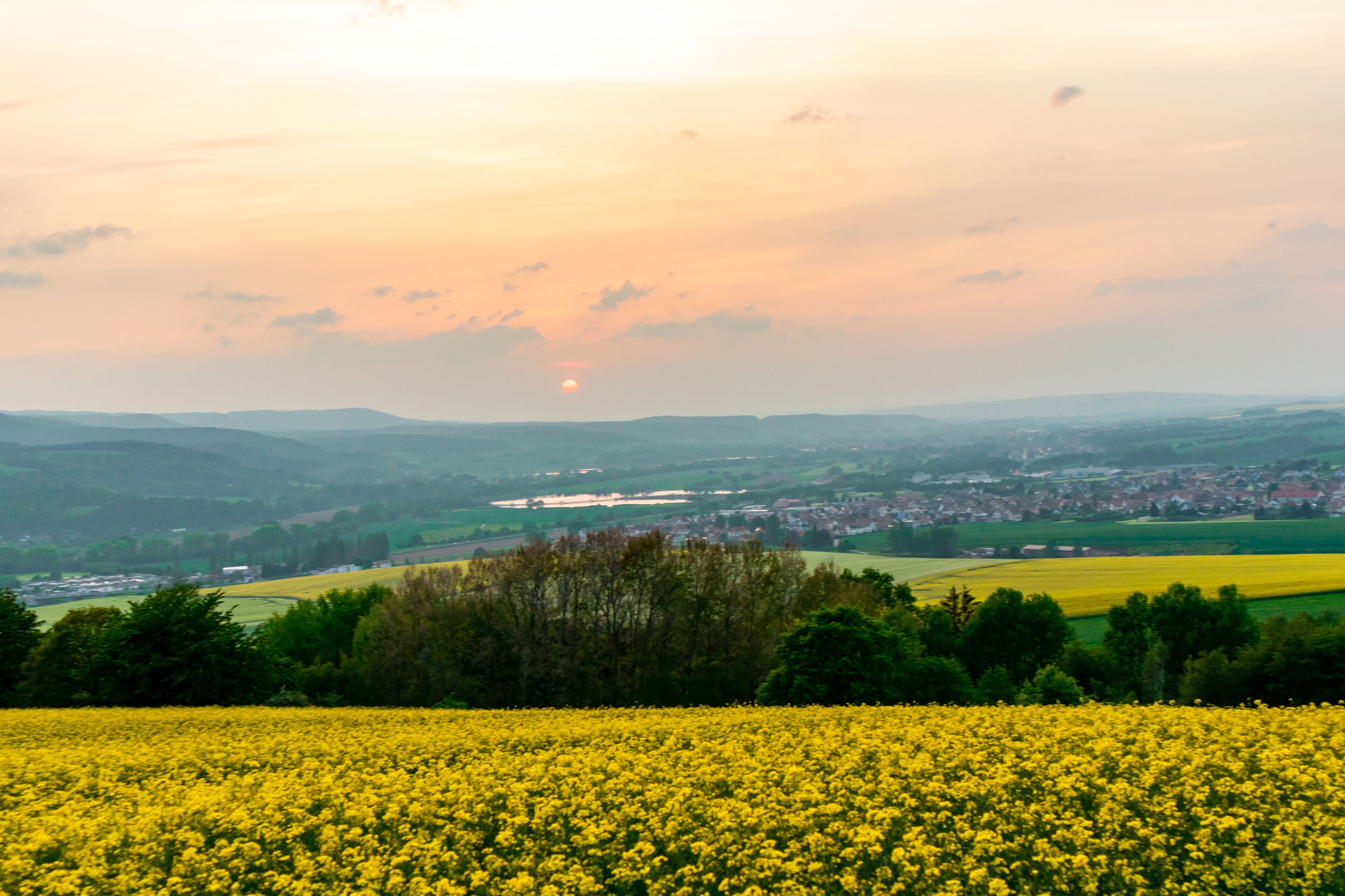 A rural landscape with a field of yellow flowers, rolling hills, and a distant town.