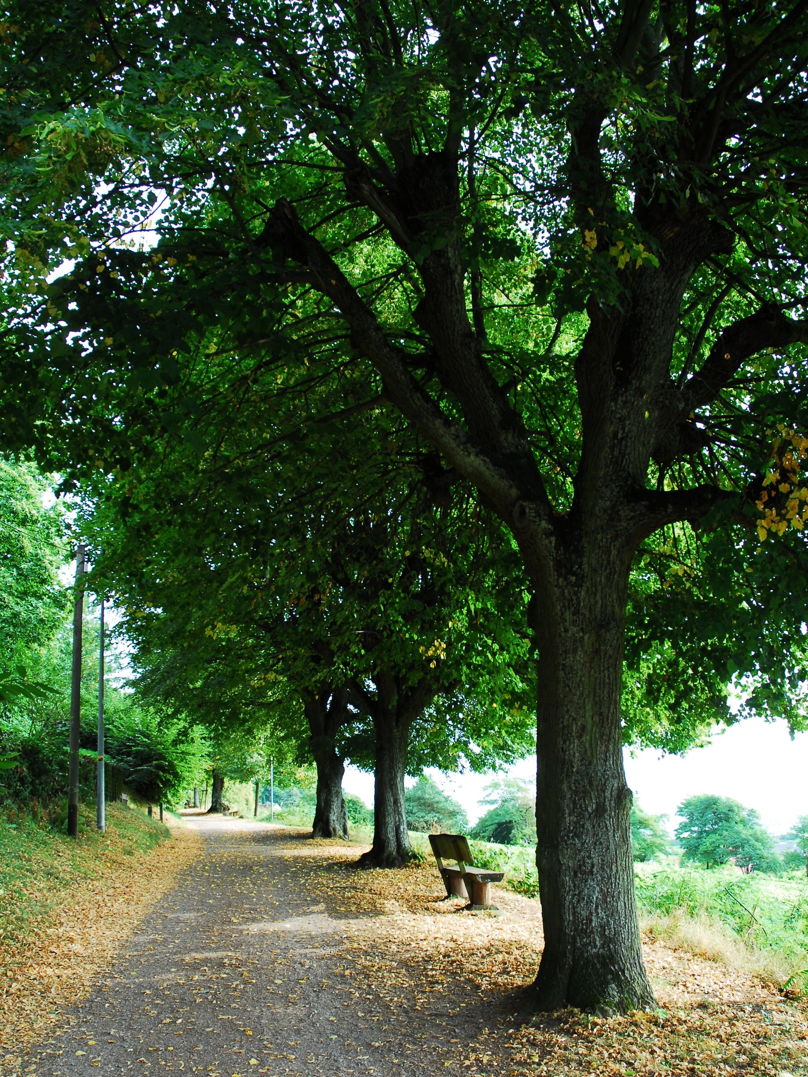 Als Naturdenkmal ausgewiesene Lindenallee in Gleisweiler, Lindenallee.