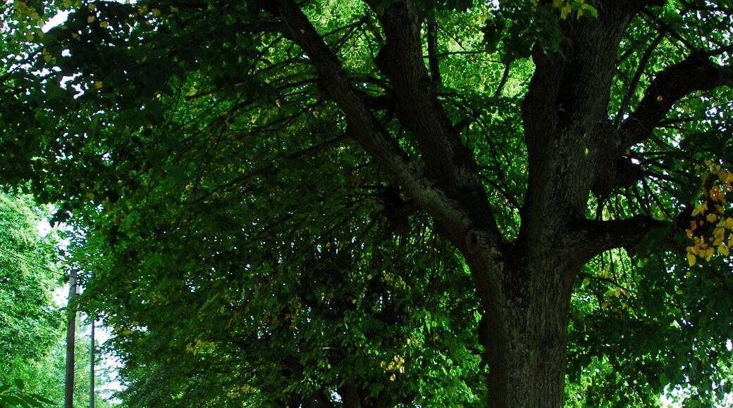 Als Naturdenkmal ausgewiesene Lindenallee in Gleisweiler, Lindenallee.