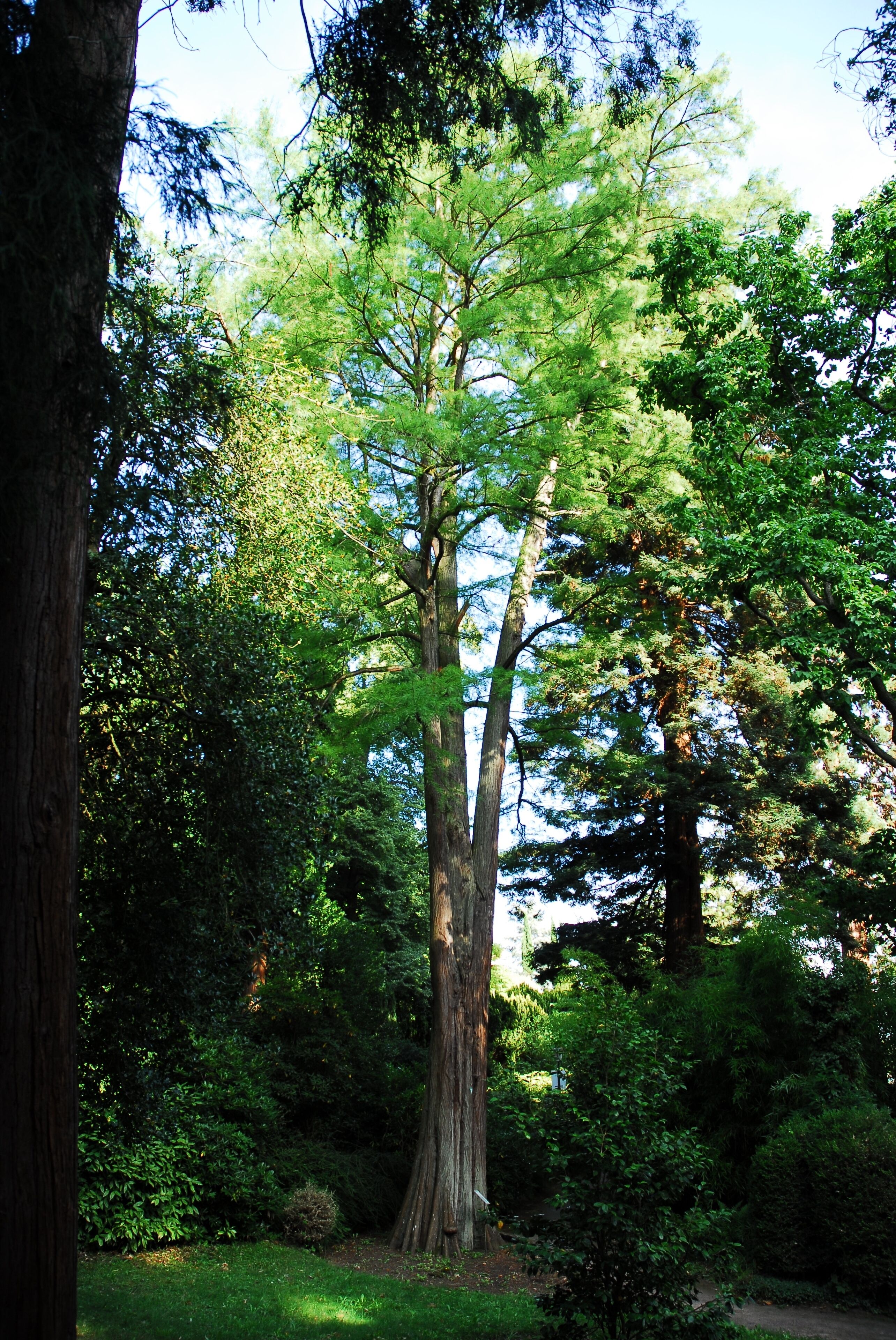 Urweltmammutbaum (Metasequoia glyptostroboides) im als Naturdenkmal ausgewiesenen "Exotischen Garten" in Gleisweiler.