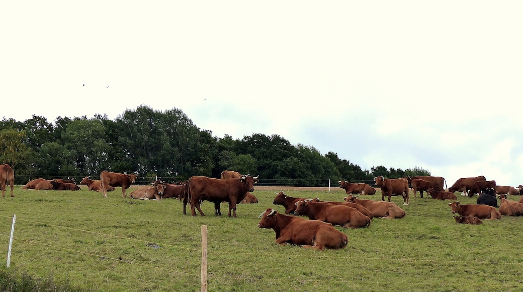 Weide bei Niederkumbd