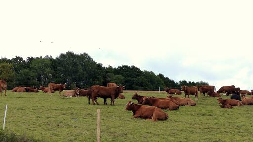 Weide bei Niederkumbd