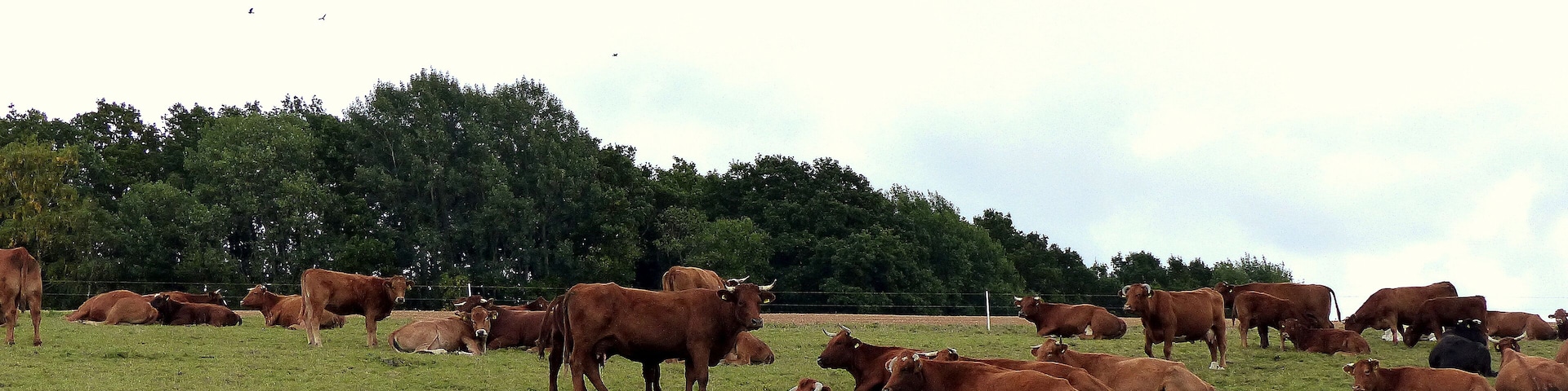 Weide bei Niederkumbd