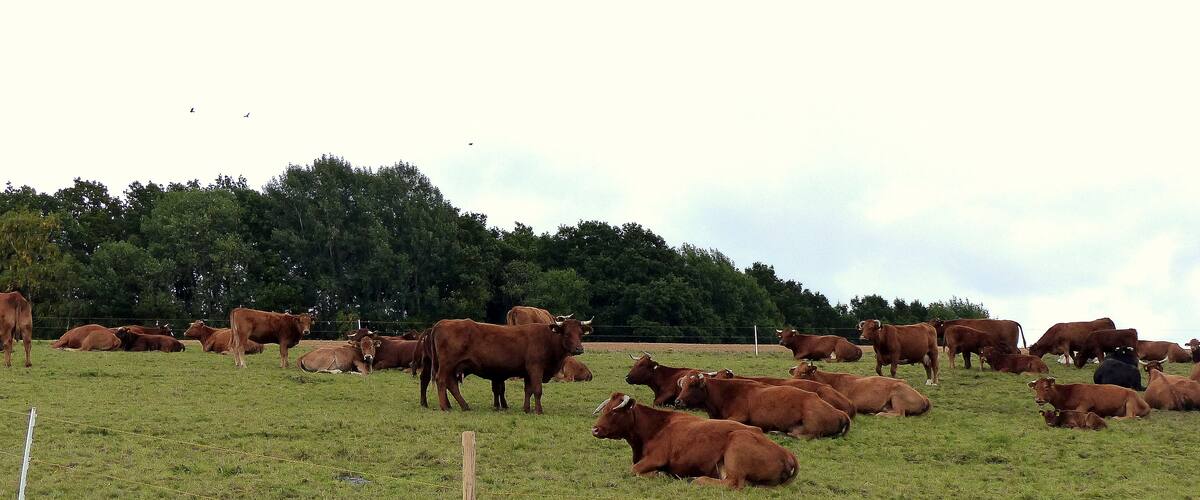 A herd of cattle grazing in a grassy field with a forest in the background.