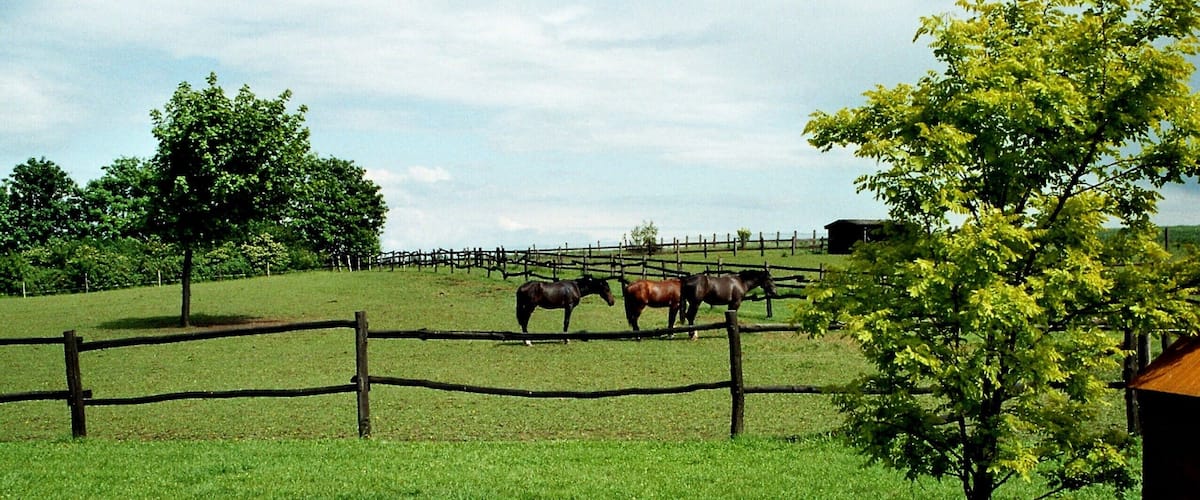 A grassy field with a wooden fence, trees, and a small building in the distance.