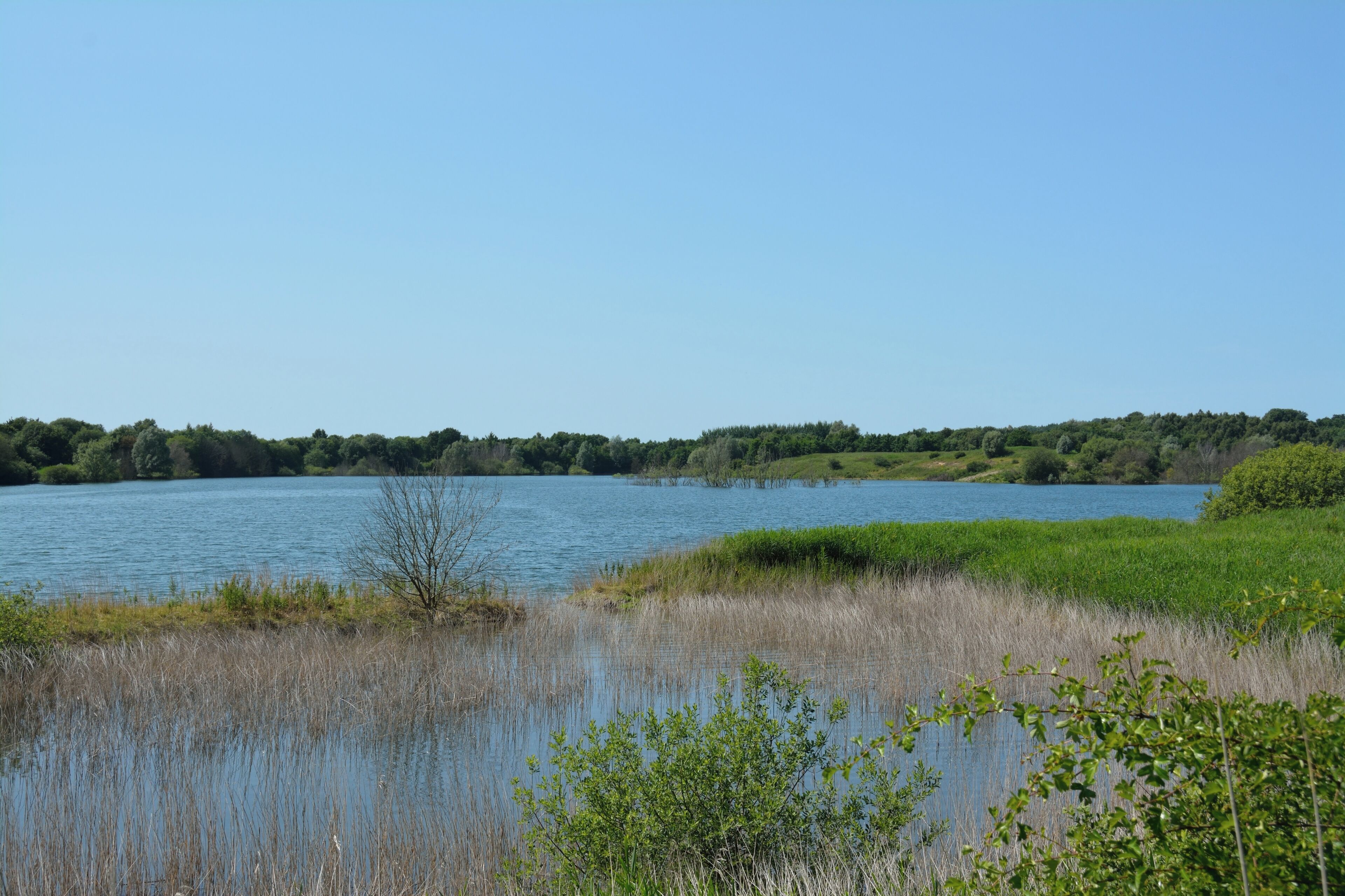 A calm lake surrounded by grassy banks and dense trees.