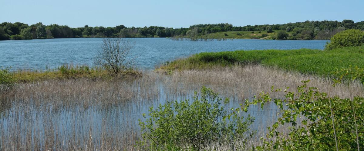 A calm lake surrounded by grassy banks and dense trees.