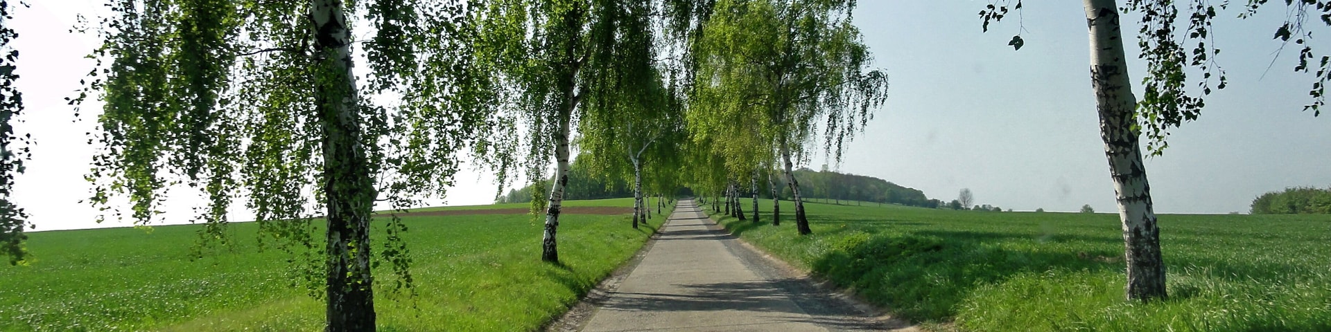 Jerxheim weg zum Heeseberg Birkenallee