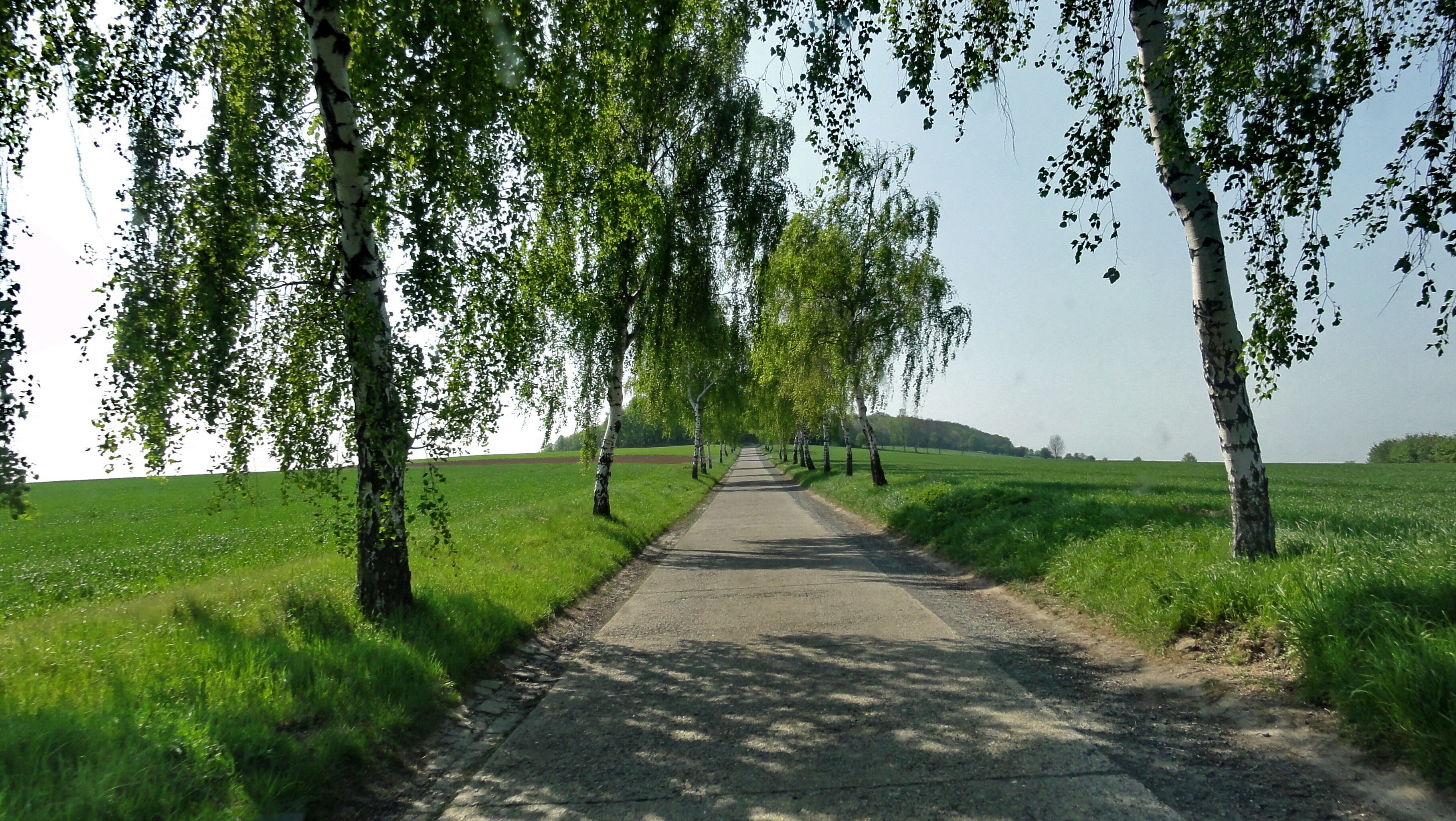 A paved path flanked by birch trees in a green field.