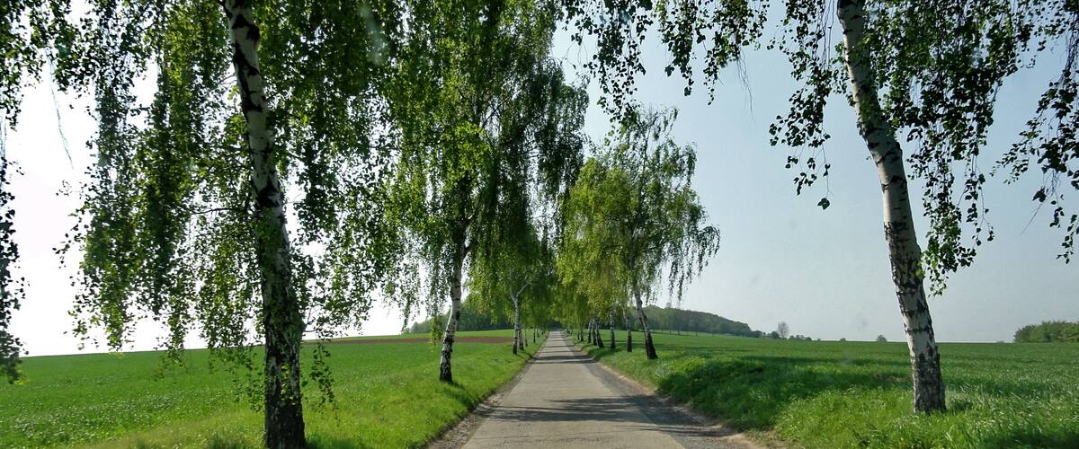 A paved path flanked by birch trees in a green field.