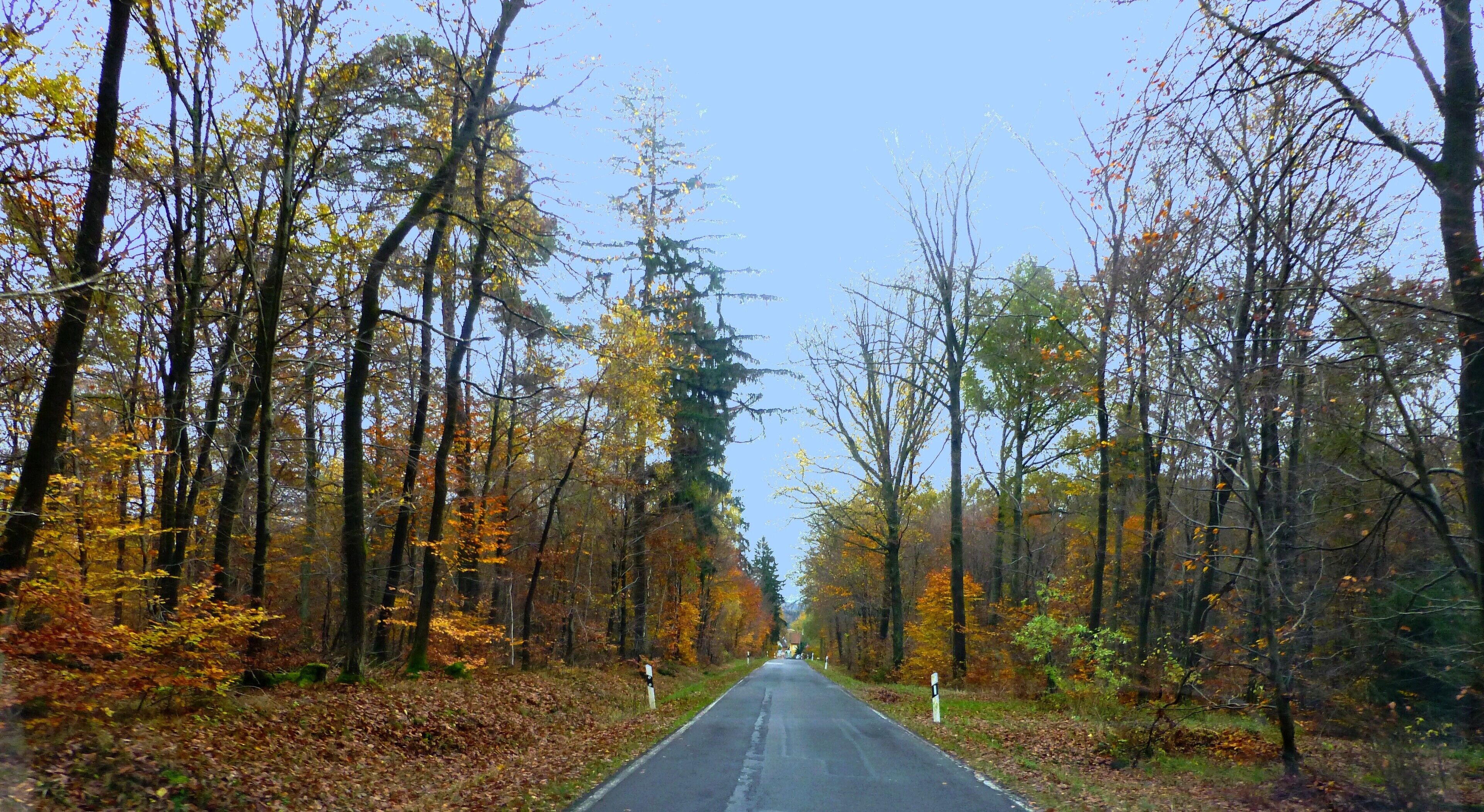 A road flanked by autumn-colored trees.